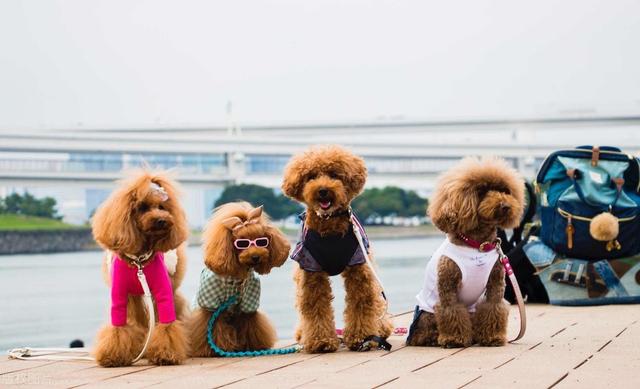 泰迪狗多少钱一只?影响价格的6大因素 泰迪狗多少钱一只?影响价格的6大因素