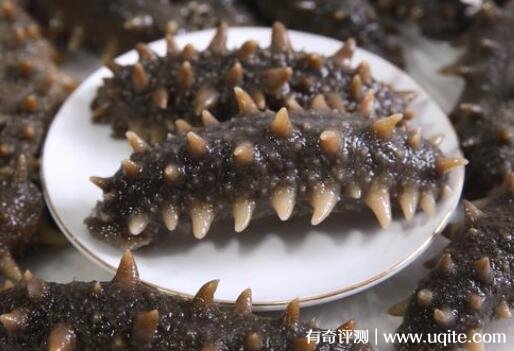即食大连海参多少钱一斤（营养价值及功效介绍）