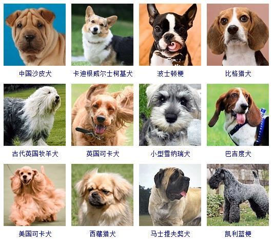 宠物狗种类大全名字？宠物狗品种图片大全