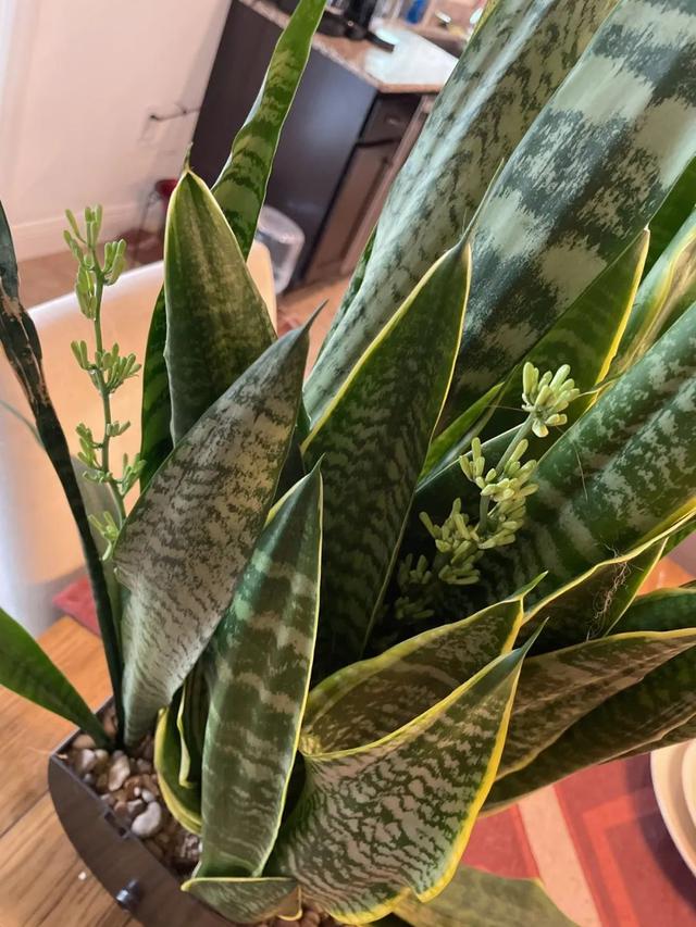 净化空气的室内植物排行榜？6种常见的室内绿植