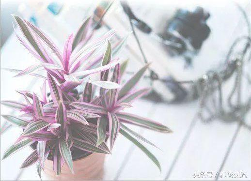 哪种植物适合养在室内？适合养在室内的8种盆栽植物