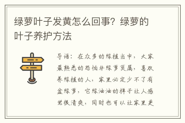 绿萝叶子发黄怎么回事？绿萝的叶子养护方法