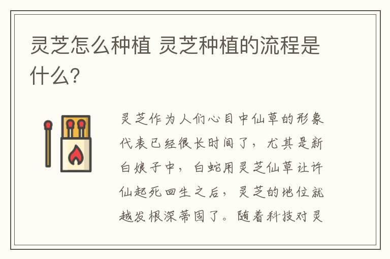 灵芝怎么种植 灵芝种植的流程是什