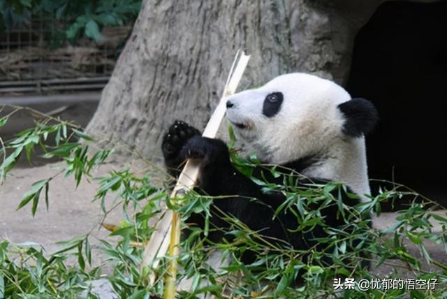 世界珍稀动物排行榜？世界五大珍稀动物
