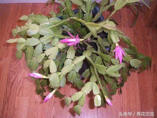 哪种植物适合养在室内？适合养在室内的8种盆栽植物