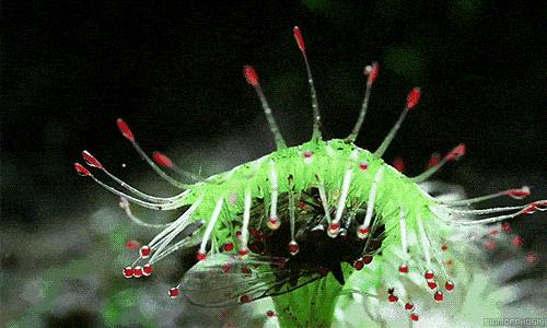 奇异的植物有哪些？世界上最奇异的5种植物