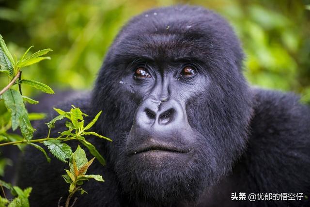 世界珍稀动物排行榜？世界五大珍稀动物