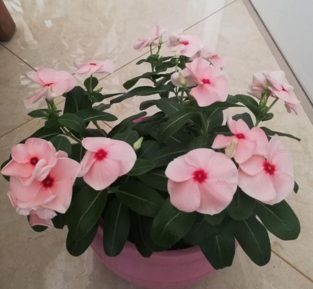 长春花怎么养花色美？养长春花的技巧有3个