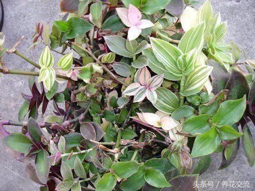 哪种植物适合养在室内？适合养在室内的8种盆栽植物