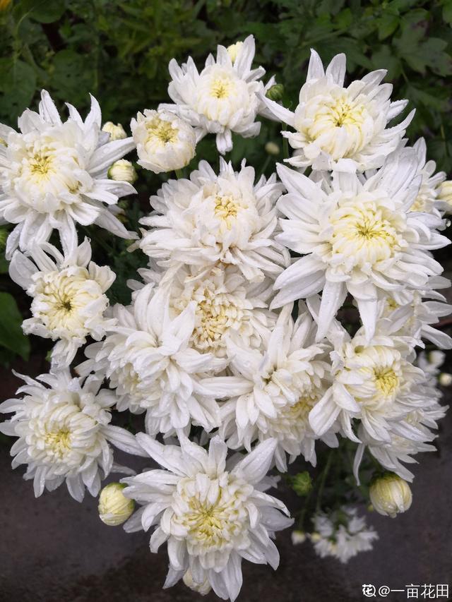菊花的象征意义？菊花的3个美好寓意