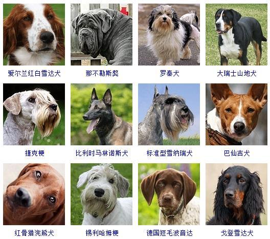 宠物狗种类大全名字？宠物狗品种图片大全