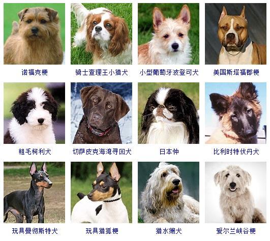 宠物狗种类大全名字？宠物狗品种图片大全