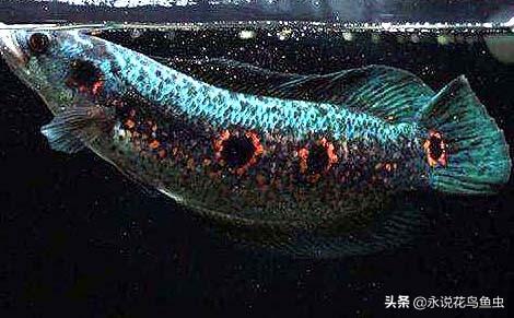 七彩雷龙鱼图片大全？七彩海象鱼怎样养