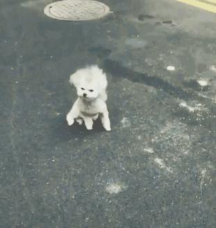 小型犬有哪些品种图片？10种小型犬很受欢迎
