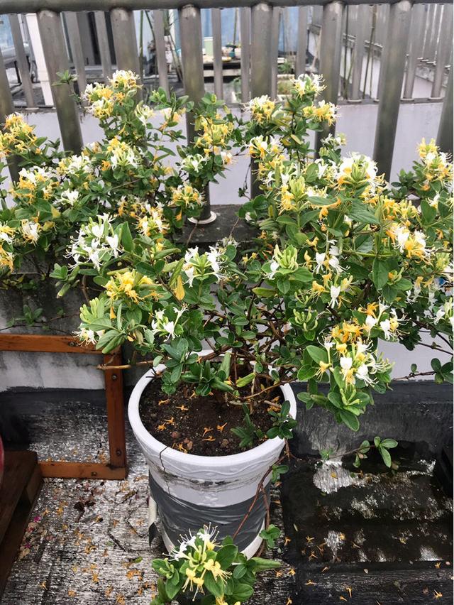 金银花真实图片大全？金银花的种植方法