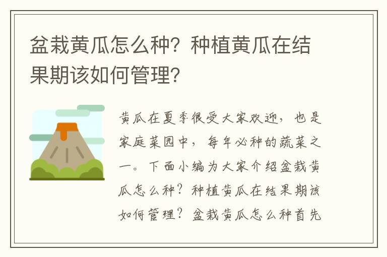 盆栽黄瓜怎么种？种植黄瓜在结果期该如何管理？