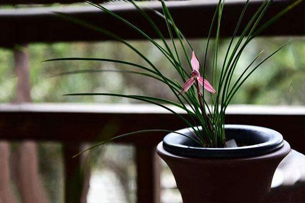 兰花叶子发黄怎么办？教你解决兰花常见的四大叶黄症状