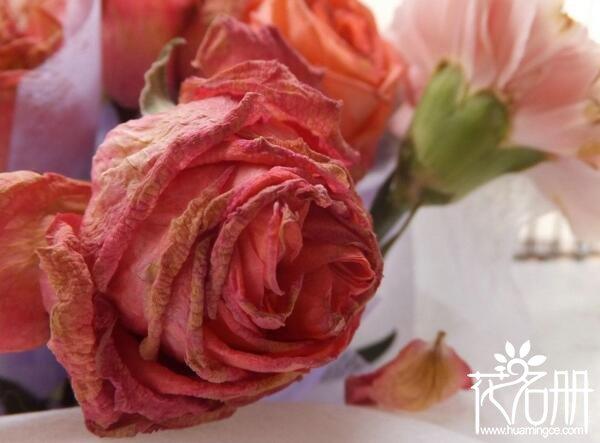 玫瑰花怎么保鲜？玫瑰花保鲜的五个方法