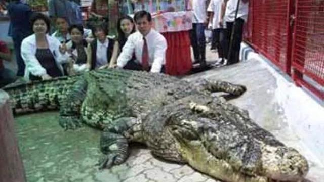 世界上最大的鳄鱼排名？盘点史上最大的10头鳄鱼
