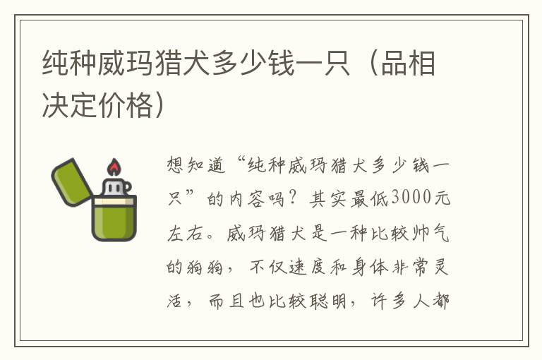 纯种威玛猎犬多少钱一只（品相决定价格）