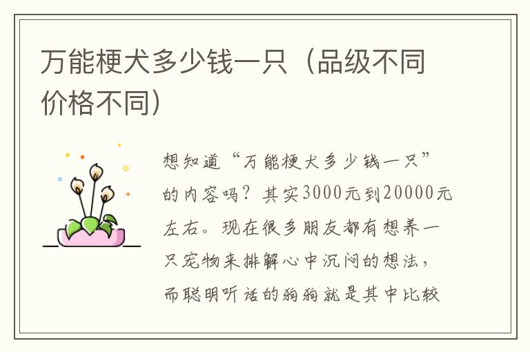 万能梗犬多少钱一只（品级不同价格不同）