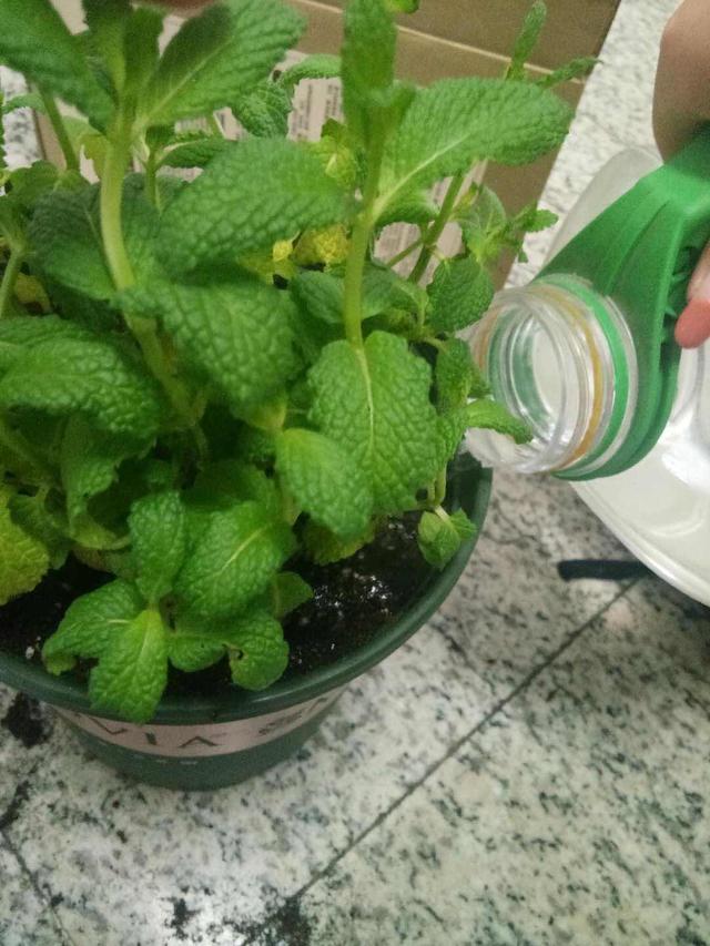 薄荷怎么养才能爆盆？教你3个小方法
