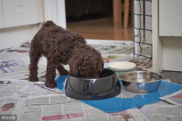 泰迪狗多少钱一只?影响价格的6大因素 泰迪狗多少钱一只?影响价格的6大因素