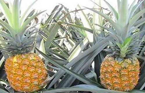 菠萝怎么种植方法？种植菠萝的正确方法