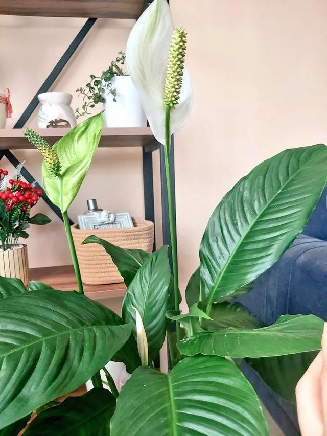 净化空气的室内植物排行榜？6种常见的室内绿植