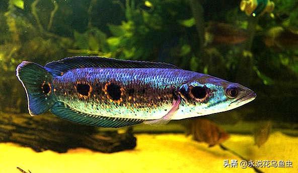 七彩雷龙鱼图片大全？七彩海象鱼怎样养