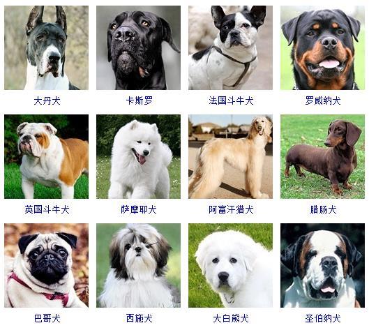 宠物狗种类大全名字？宠物狗品种图片大全