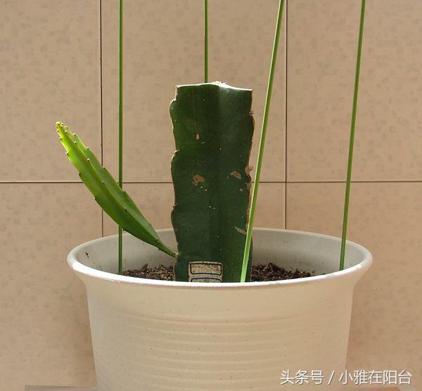 火龙果盆栽怎么种才能结果？盆栽火龙果的种植方法和技巧