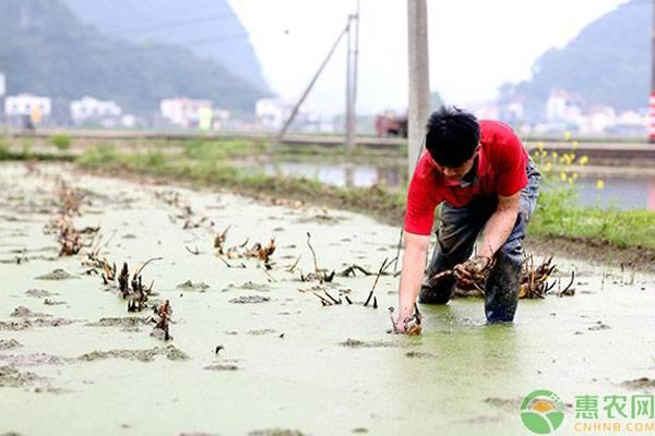 莲藕种植时间及方法？莲藕种苗多少钱一斤
