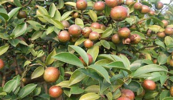 茶油树怎么种植油茶树怎么管理？油茶树种植技术及管理方法
