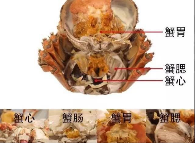 蒸螃蟹要需要多长时间？教你正确的做法和吃法
