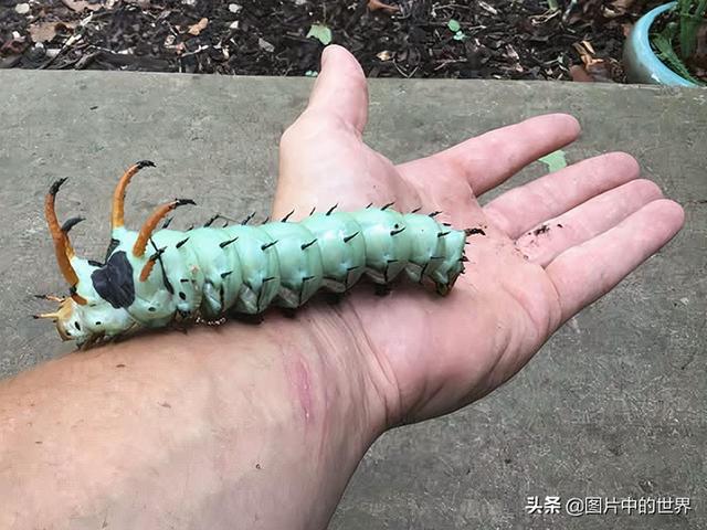最恐怖的图片大全？31张毛骨悚然的照片来袭
