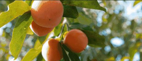 柿子怎样催熟快又好吃？教你一招柿子快速催熟
