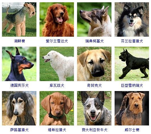 宠物狗种类大全名字？宠物狗品种图片大全