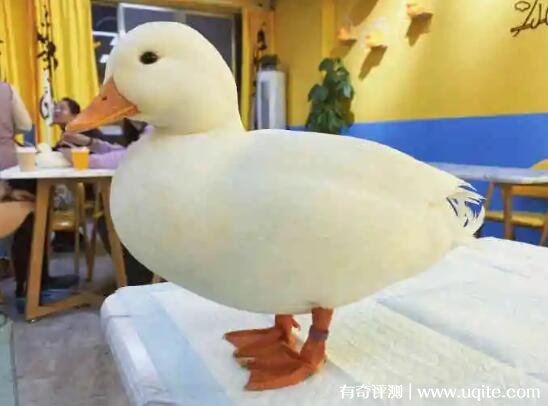 柯尔鸭多少钱一只为什么那么贵（王思聪同款2万元）
