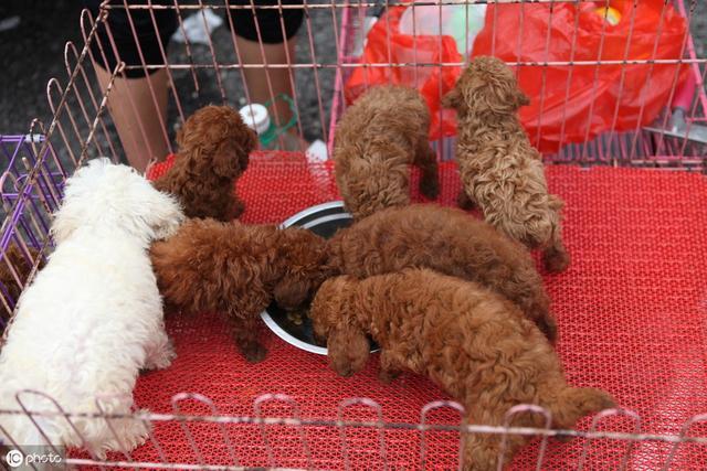 泰迪狗多少钱一只?影响价格的6大因素 泰迪狗多少钱一只?影响价格的6大因素