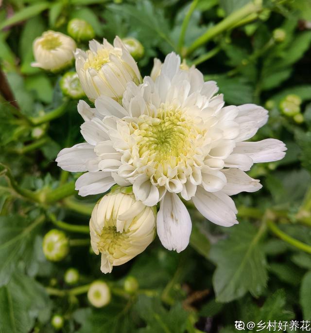 菊花的象征意义？菊花的3个美好寓意