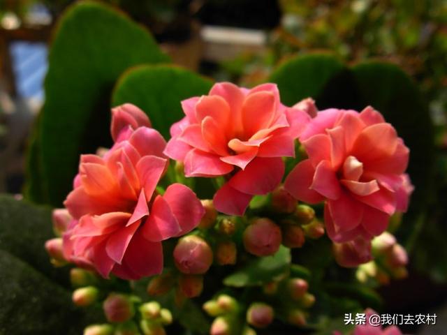 长寿花的养殖方法和注意事项？教你种出美丽的长寿花