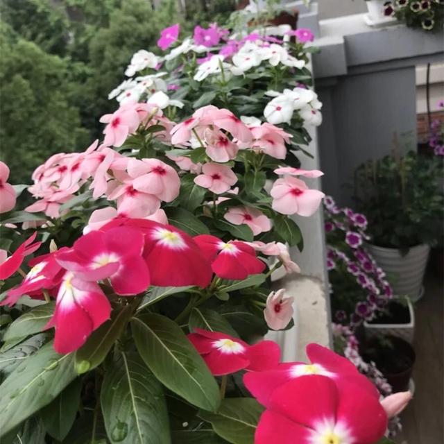 长春花怎么养花色美？养长春花的技巧有3个