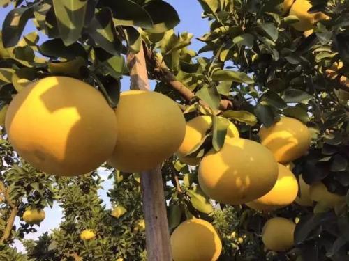 文旦和柚子的区别？又有什么样的关系