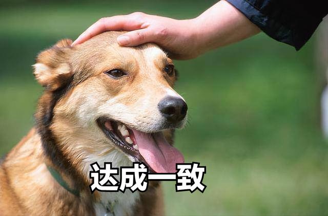 盘点最多狗用的名字？狗名字大全集