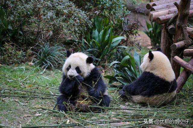 世界珍稀动物排行榜？世界五大珍稀动物