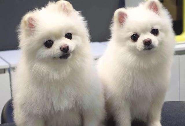 小型犬有哪些品种图片？10种小型犬很受欢迎