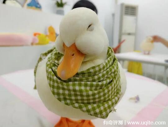 柯尔鸭多少钱一只为什么那么贵（王思聪同款2万元）