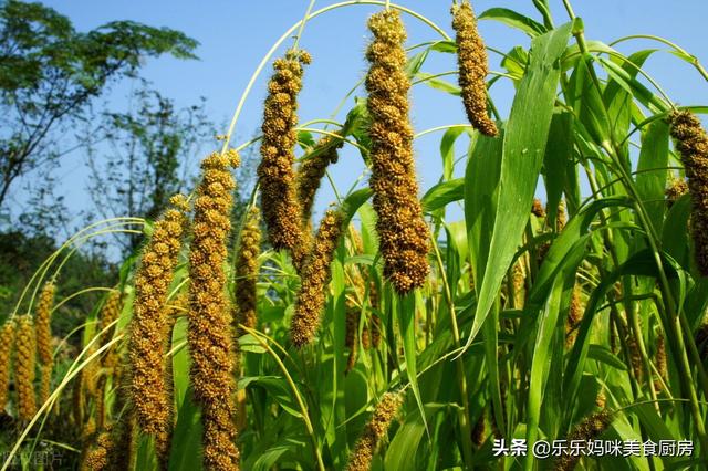 最好的小米产地是哪里？请认清7个小米产地