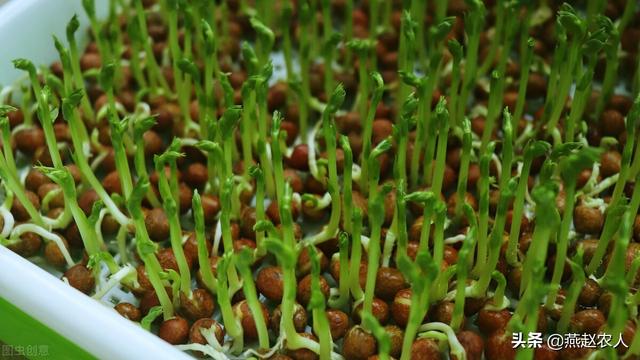 在家怎样种植芽苗菜？最简单的芽苗菜种植方法